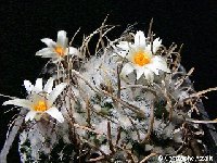 Turbinicarpus schmiedickeanus ssp. gracilis ©C.Assalit.jpg